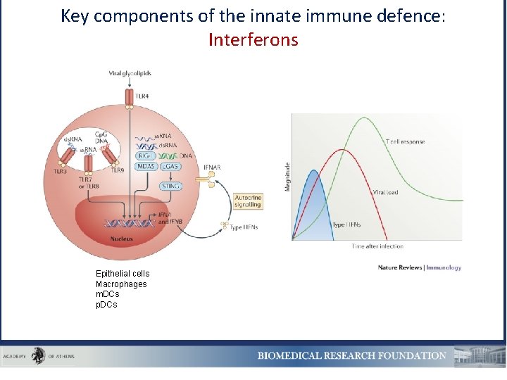 Key components of the innate immune defence: Interferons Epithelial cells Macrophages m. DCs p.
