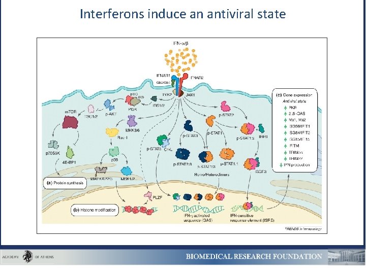 Interferons induce an antiviral state 