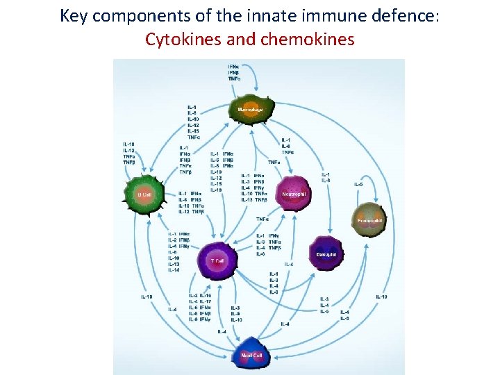 Key components of the innate immune defence: Cytokines and chemokines 