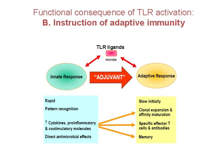 Functional consequence of TLR activation: B. Instruction of adaptive immunity TLR ligands 