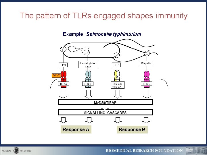 The pattern of TLRs engaged shapes immunity Example: Salmonella typhimurium Response A Response B