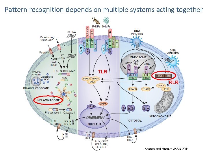 Pattern recognition depends on multiple systems acting together TLR RLR Andres and Muruve JASN
