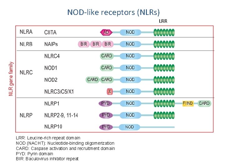 NOD-like receptors (NLRs) LRR NLR superfamily and domain structures LRR: Leucine-rich repeat domain NOD