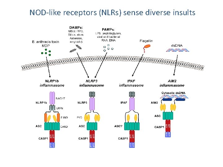 NOD-like receptors (NLRs) sense diverse insults 