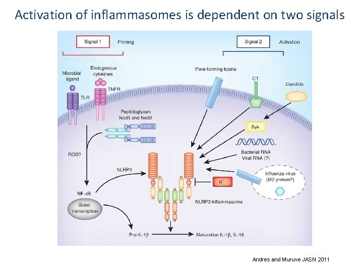 Activation of inflammasomes is dependent on two signals Andres and Muruve JASN 2011 