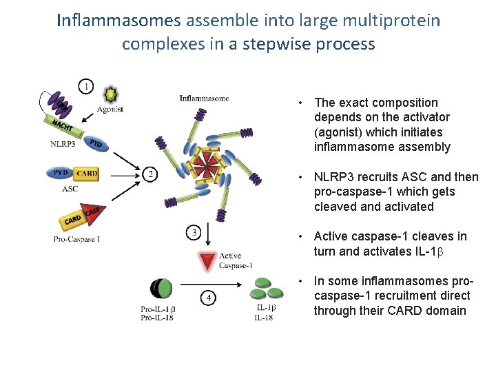 Inflammasomes assemble into large multiprotein complexes in a stepwise process • The exact composition
