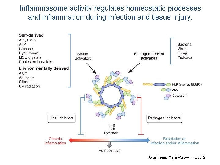 Inflammasome activity regulates homeostatic processes and inflammation during infection and tissue injury. Jorge Henao-Mejia