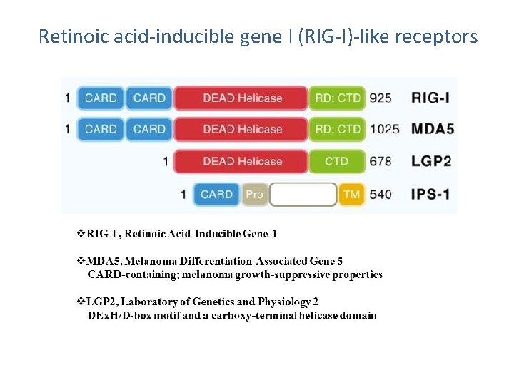 Retinoic acid-inducible gene I (RIG-I)-like receptors MAVS 