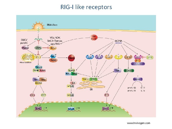 RIG-I like receptors www. Invivogen. com 