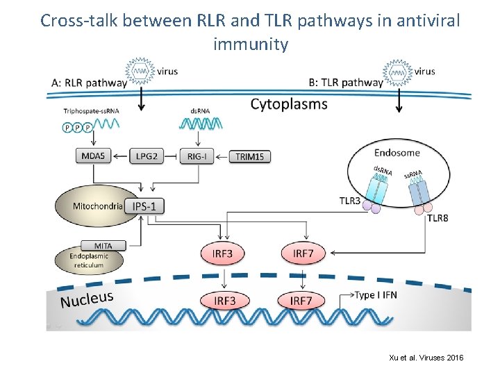 Cross-talk between RLR and TLR pathways in antiviral immunity Xu et al. Viruses 2016