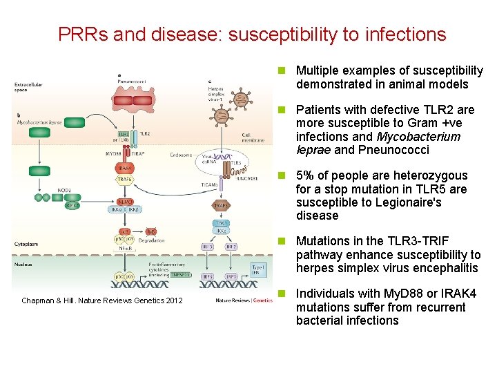 PRRs and disease: susceptibility to infections n Multiple examples of susceptibility demonstrated in animal