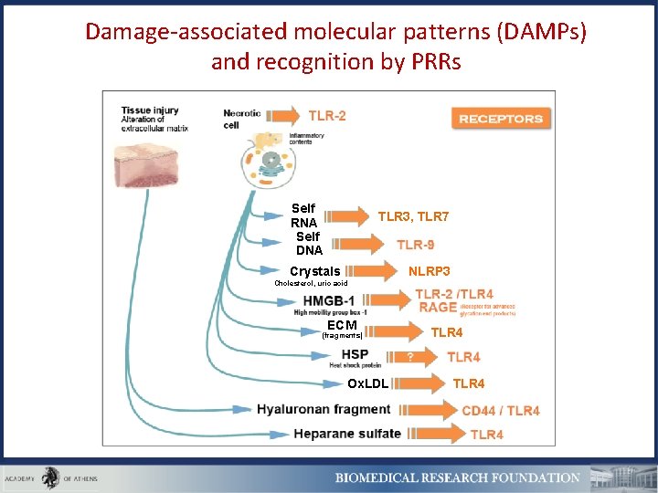 Damage-associated molecular patterns (DAMPs) and recognition by PRRs Self RNA Self DNA TLR 3,