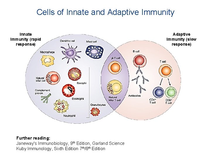 Cells of Innate and Adaptive Immunity Innate Immunity (rapid response) Further reading: Janeway's Immunobiology,