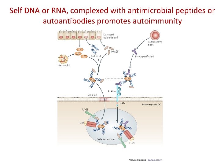 Self DNA or RNA, complexed with antimicrobial peptides or autoantibodies promotes autoimmunity 