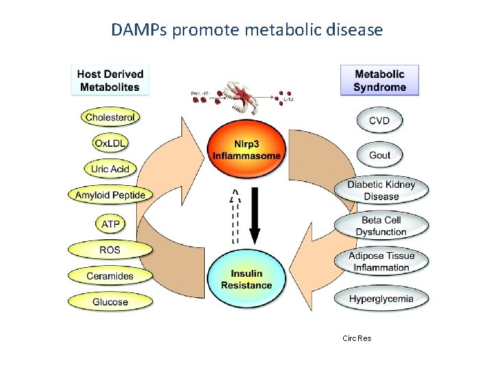 DAMPs promote metabolic disease Circ Res 