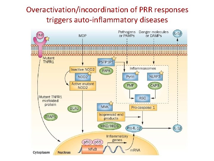 Overactivation/incoordination of PRR responses triggers auto-inflammatory diseases 