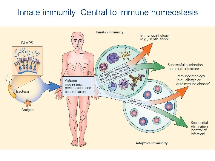 Innate immunity: Central to immune homeostasis 