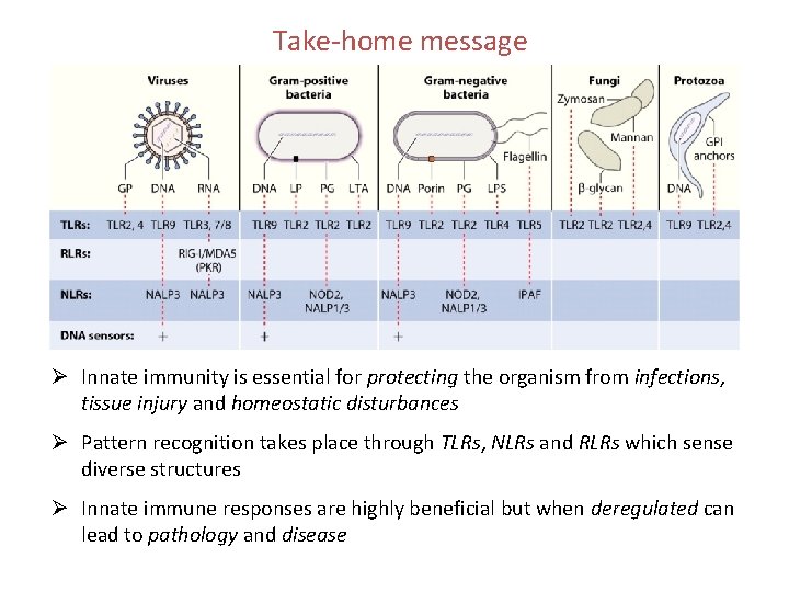Take-home message Ø Innate immunity is essential for protecting the organism from infections, tissue