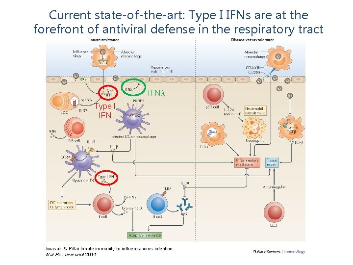 Current state-of-the-art: Type I IFNs are at the forefront of antiviral defense in the