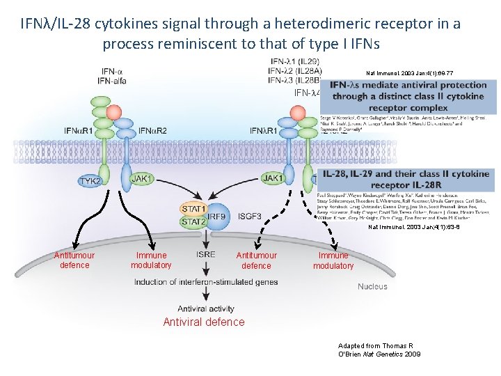 IFNλ/IL-28 cytokines signal through a heterodimeric receptor in a process reminiscent to that of