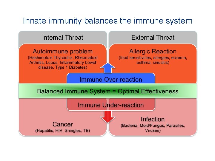 Innate immunity balances the immune system 