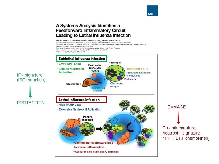 IFN signature (ISG induction) PROTECTION DAMAGE Pro-inflammatory, neutrophil signature (TNF, IL 1 , chemokines)