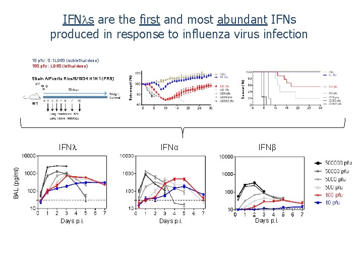 IFN s are the first and most abundant IFNs produced in response to influenza