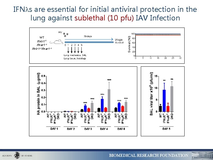 WT Ifnlr 1 -/Ifnar 1 -/Ifnlr 1 -/-Ifnar 1 -/- Survival (%l) IFN s