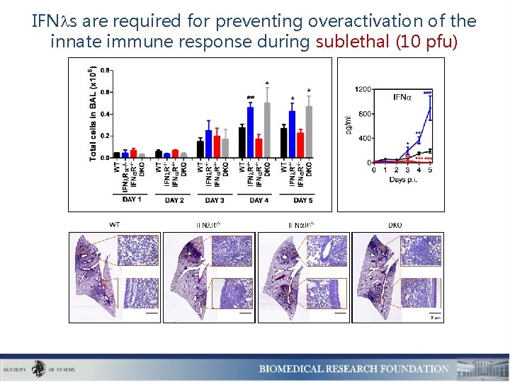 IFN s are required for preventing overactivation of the innate immune response during sublethal