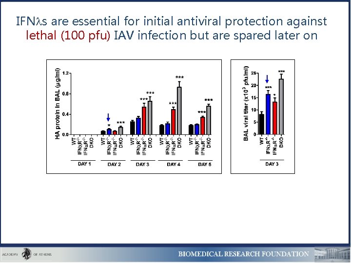 IFN s are essential for initial antiviral protection against lethal (100 pfu) IAV infection