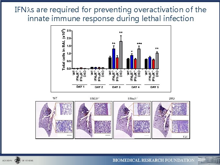 IFN s are required for preventing overactivation of the innate immune response during lethal