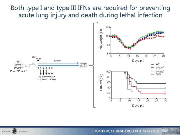 Body weight (%l) Both type I and type III IFNs are required for preventing