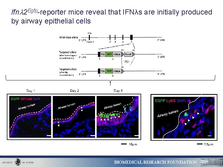 Ifn 2 Egfp-reporter mice reveal that IFNλs are initially produced by airway epithelial cells