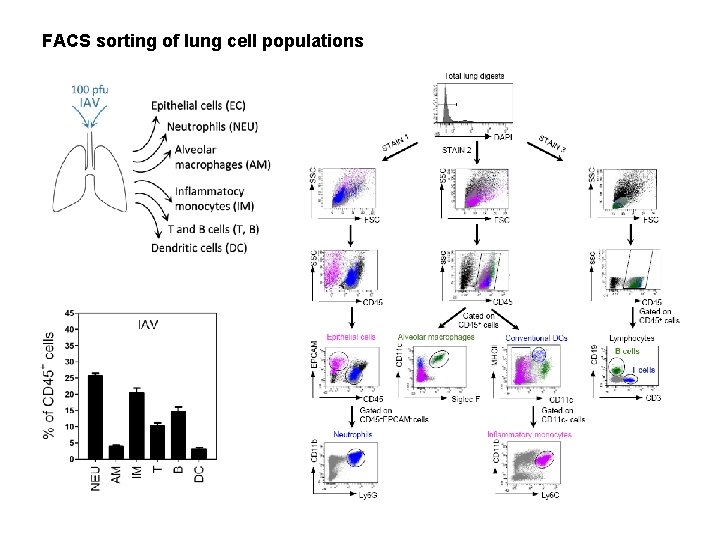 FACS sorting of lung cell populations 