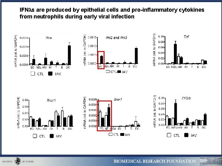 IFN s are produced by epithelial cells and pro-inflammatory cytokines from neutrophils during early