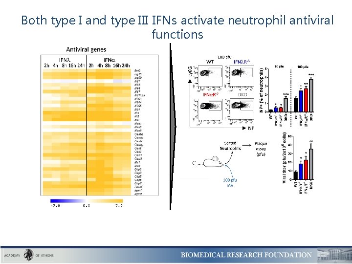 Both type I and type III IFNs activate neutrophil antiviral functions 