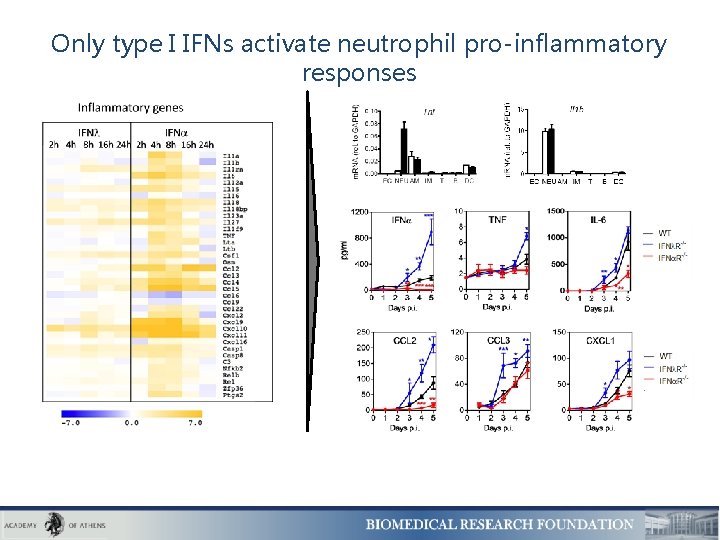 Only type I IFNs activate neutrophil pro-inflammatory responses 