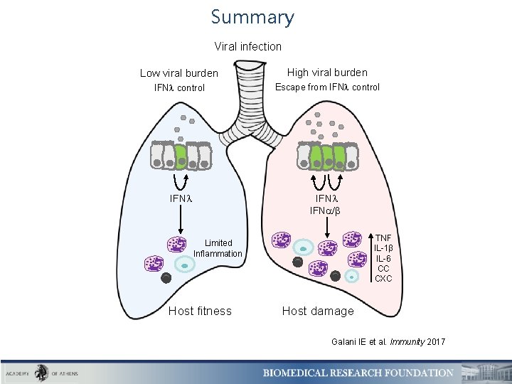 Summary Viral infection Low viral burden High viral burden IFN control Escape from IFN