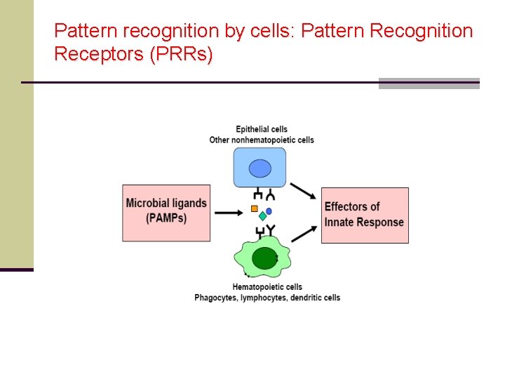 Pattern recognition by cells: Pattern Recognition Receptors (PRRs) 