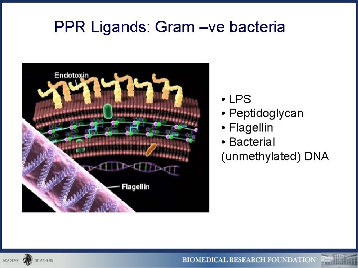 PPR Ligands: Gram –ve bacteria • LPS • Peptidoglycan • Flagellin • Bacterial (unmethylated)