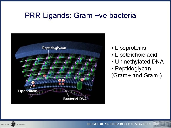 PRR Ligands: Gram +ve bacteria • Lipoproteins • Lipoteichoic acid • Unmethylated DNA •