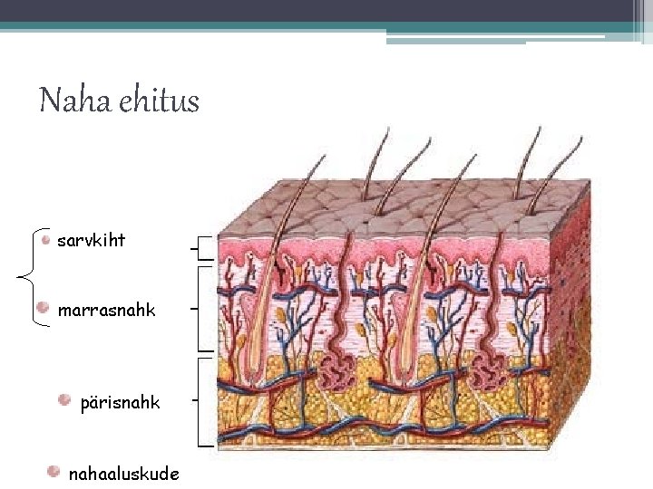 Naha ehitus sarvkiht marrasnahk pärisnahk nahaaluskude 