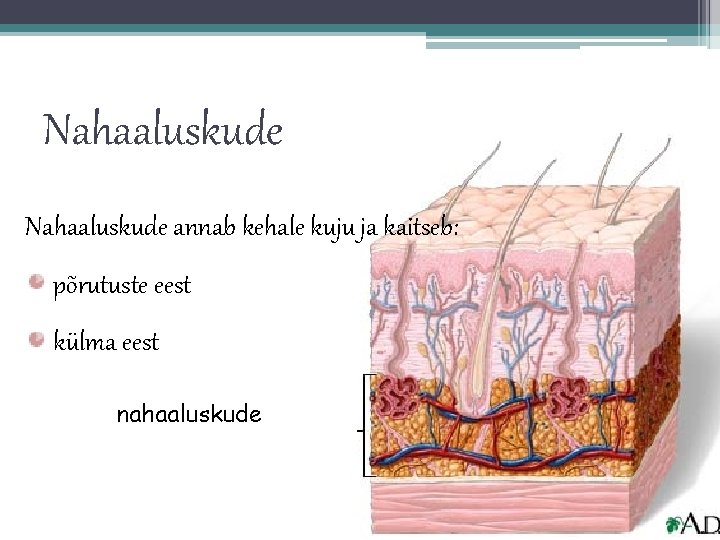 Nahaaluskude annab kehale kuju ja kaitseb: põrutuste eest külma eest nahaaluskude 