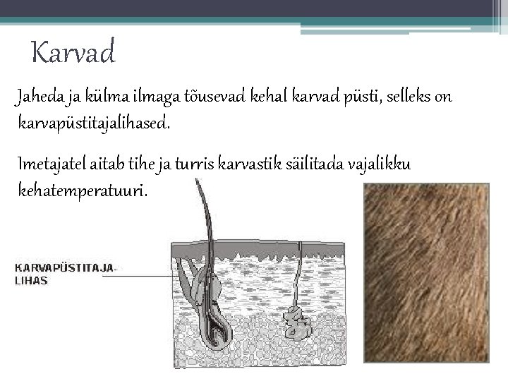 Karvad Jaheda ja külma ilmaga tõusevad kehal karvad püsti, selleks on karvapüstitajalihased. Imetajatel aitab