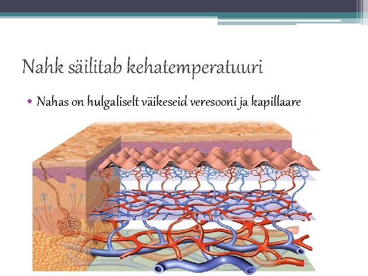 Nahk säilitab kehatemperatuuri • Nahas on hulgaliselt väikeseid veresooni ja kapillaare 