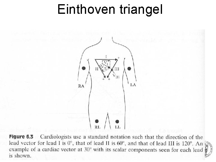 Einthoven triangel 24 Fysisk institutt - Rikshospitalet 