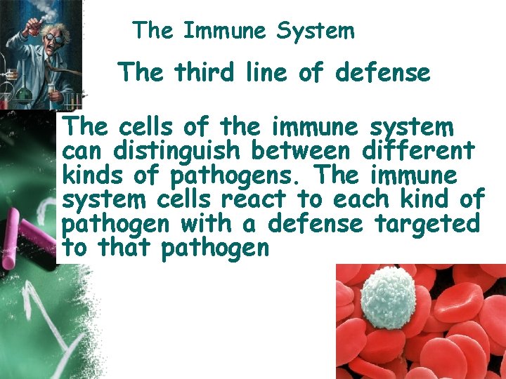 The Immune System The third line of defense The cells of the immune system