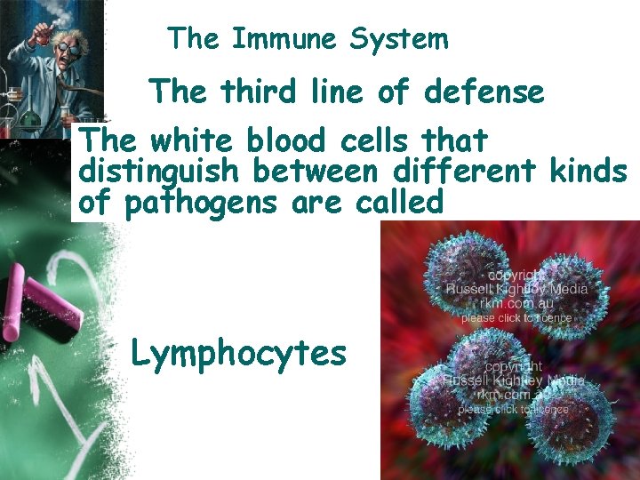 The Immune System The third line of defense The white blood cells that distinguish