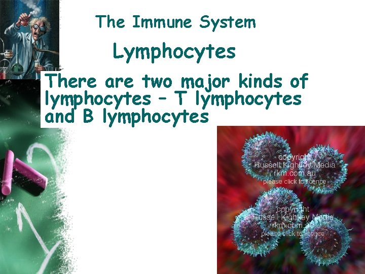 The Immune System Lymphocytes There are two major kinds of lymphocytes – T lymphocytes