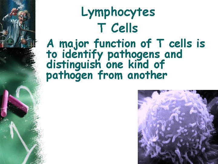Lymphocytes T Cells A major function of T cells is to identify pathogens and